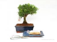 Bonsai ajándék csomag 08.