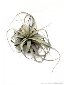 Tillandsia xerographica 02.