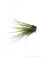 Tillandsia melanocrater S - kötözetlen